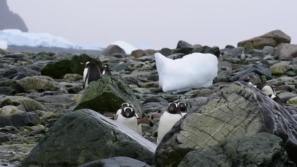 Gentoo Penguins on the Beach in Antarctica