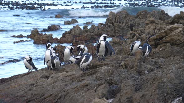 Penguin waddle on the rocks of Betty's Bay 