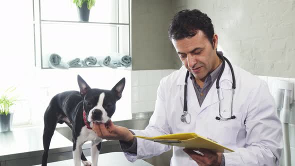 Mature Male Veterinarian Petting Cute Boston Terrier Puppy Examining Papers