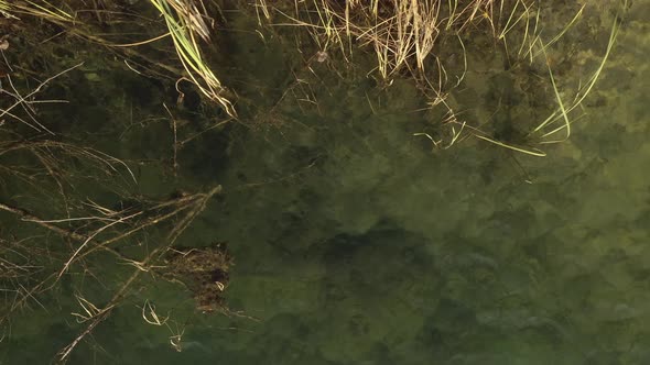 Ascending on marsh waters with leaves on bottom 4K aerial footage