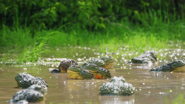 Army Of African Bullfrogs, Pixie Frogs In The Water In Central Kalahari Game Reserve, Botswana. - cl