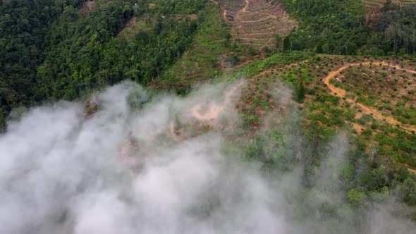 Aerial view new replanted plantation at hill