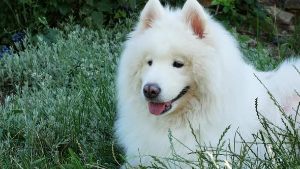 A beautiful white Samoyed dog lies on the green grass. Dog at sunset. Samoyed Laika close-up.