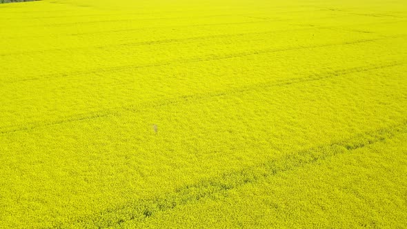 Aerial View of Yellow Canola Field. Blossoming Rapeseed Field with Strips of Bright Yellow Rape