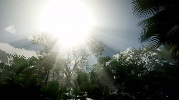 Sunset Beams Through Palm Trees