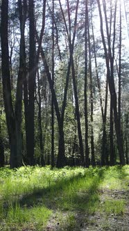 Vertical Video of Green Forest During the Day