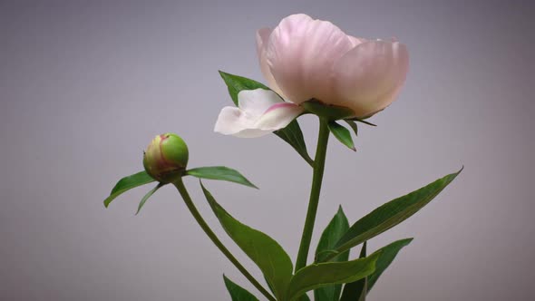 Timelapse of Light Pink Peony Flower Side View Close Up Moving Camera