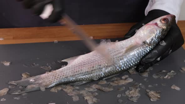 Hands scrub scales of a wild mullet fish. Peel fish from scales with sharp knife