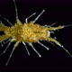 Sea Isopoda Superfamily Janiroidea Under the Microscope Asellota Suborder - VideoHive Item for Sale