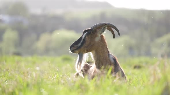 Domestic Milk Goat with Long Beard and Horns Resting on Green Pasture Grass on Summer Day