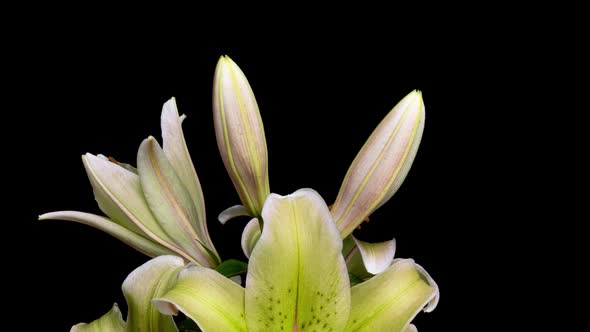 Yellow Lilies Bloom on a Black Background, Time Lapse, Beautiful Flowers