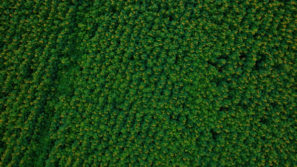 Sunflowers Endless Texture