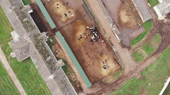 Herd of cows eating inside cowshed barn on dairy farm. Lots of cows in large fenced corrals at farm