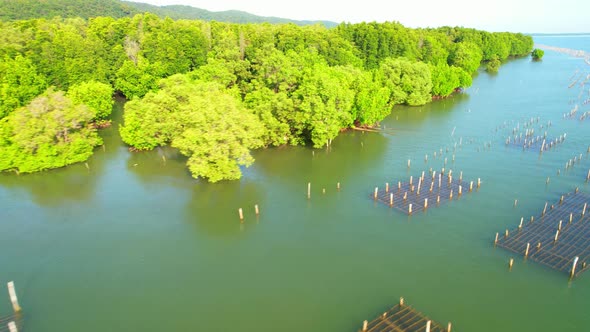 An island-shaped mangrove forest in the middle of a river mouth near the sea.