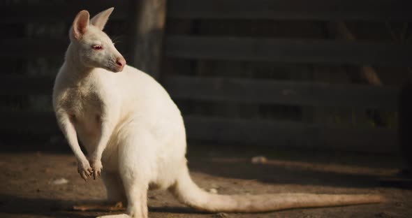 Close up of Adult albino red-necked wallaby on a farm. BMPCC 4K