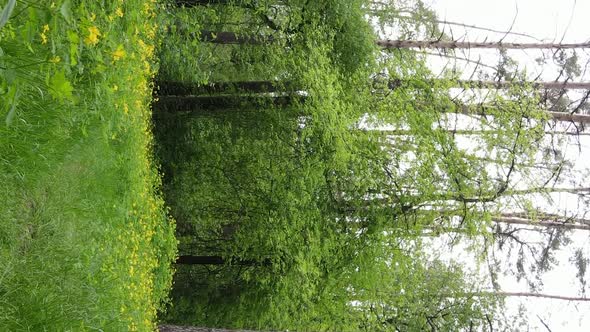 Vertical Video of a Forest with Pine Trees