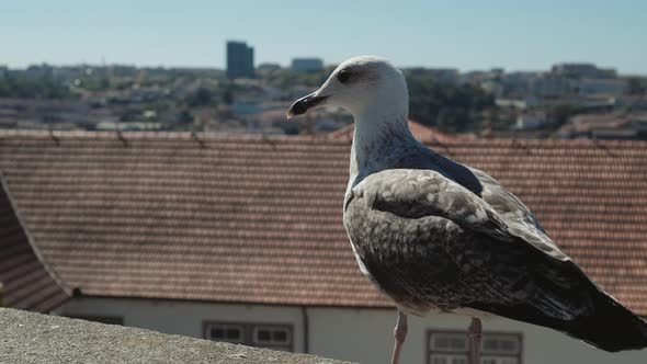 Seagull in Old Europe City Close Up Roofs Church