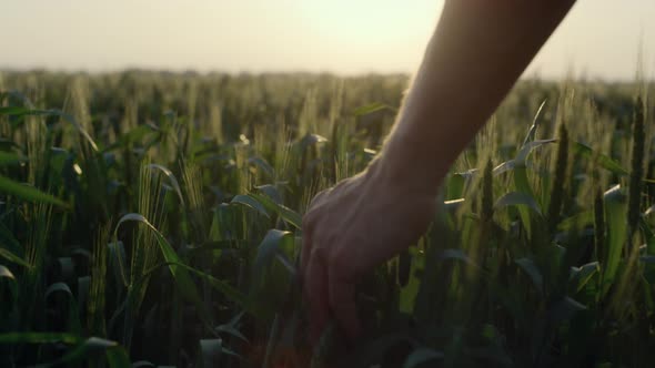 Agrarian Hand Running Wheat Ears Close Up