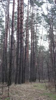 Vertical Video of the Pine Forest in the Afternoon