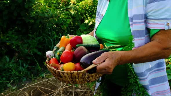 Grandmother Holds Vegetables in Her Hands with Harvest