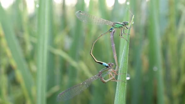 Damselfly mating on leaf paddy field