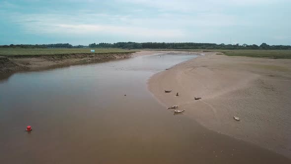 Flyover of a seal colony, seals lying on the mud bank and seals swimming on the water