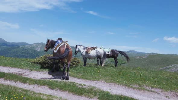 Group of horses in the mountains of Montenegro on a summer day