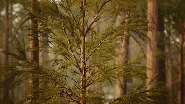 Giant Sequoias in Redwood Forest