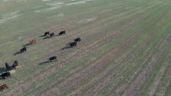 Drone View of Cow Pasture Near Wind Turbine Farm