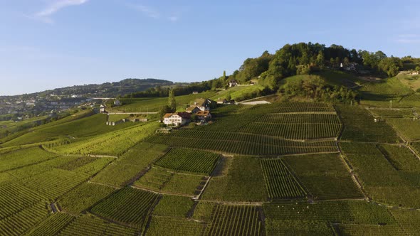 Aerial shot passing in near typical vineyard houses, Lavaux vineyard during harvest seasonLe Daley,