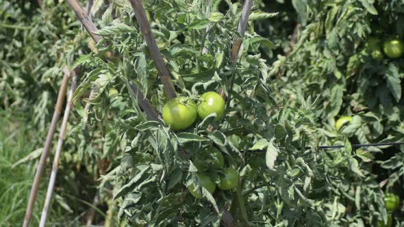 Green Tomatoes Grown in a Orchard