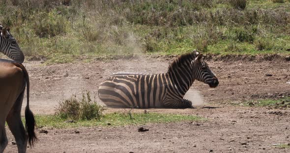 Grant's Zebra, equus burchelli boehmi, Adult having Dust Bath, Nairobi Park in Kenya, Real Time 4K
