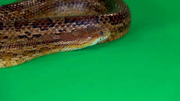 Coronella Brown Snake Crawling on Green Screen at Studio. Close Up