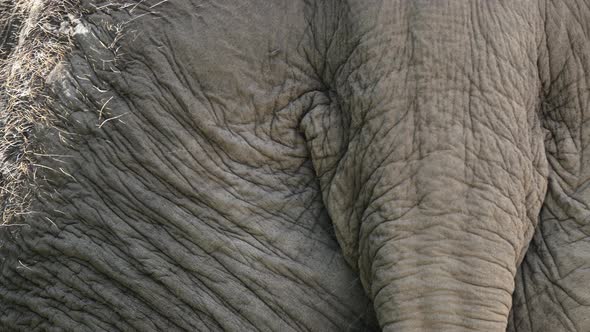 Close Up Of An Asian Elephant's Tail With Wrinkled Skin - macro