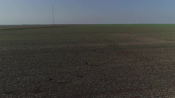 Aerial of soy crop fields with rhea family