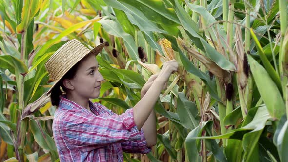 Farmer looking at the germination of young corn in the field. Analyzes this year's yield.