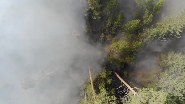 Forest Fire with Thick Black Smoke