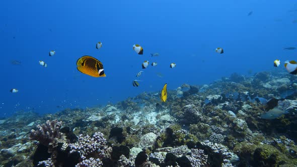 Beautiful orange butterly fish in crystal clear water  on a tropical coral reef at the atoll of Faka