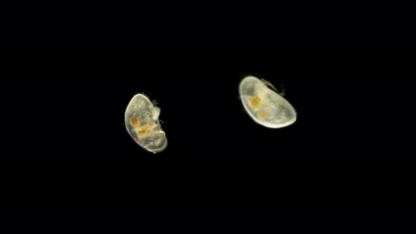 Crustacea Ostracoda Under the Microscope, Zooplankton Lives in Fresh and Sea Water