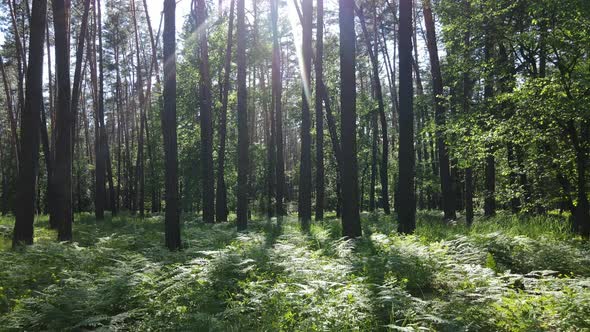 Beautiful Green Forest on a Summer Day Slow Motion