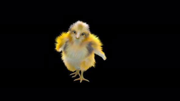 15 Baby Chicks Dancing 4K