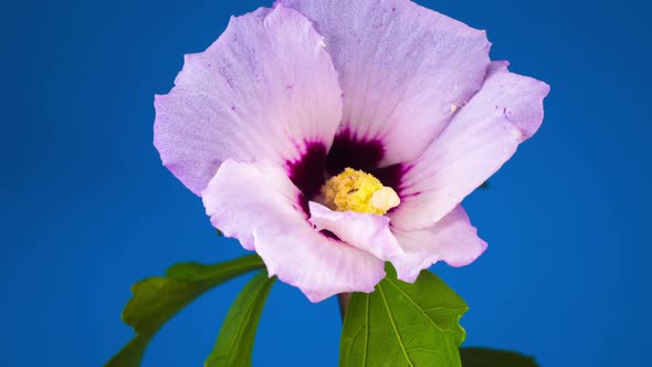 Pink Hibiscus Flower Blooming