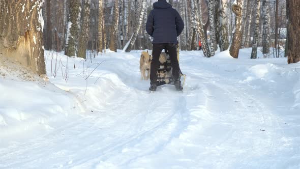 Back View of Man Rides Husky Sledge in Winter Day