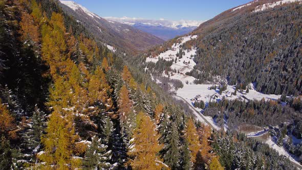 Mountain Forests in the Fall in Switzerland