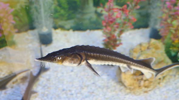 Sturgeon Fish Swimming in Aquarium