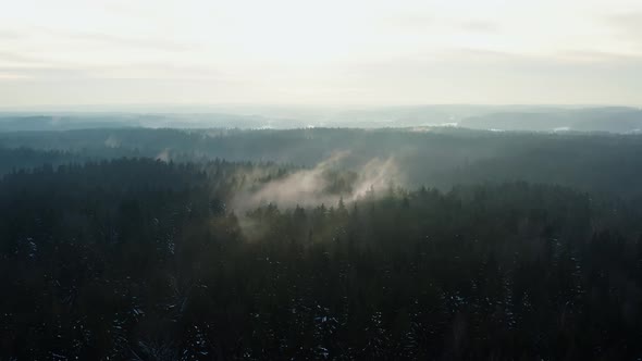 Aerial Cinematic Shot Hilly Winter Forest with Tall Pine Trees