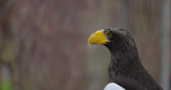 Steller's Sea Eagle Haliaeetus Pelagicus