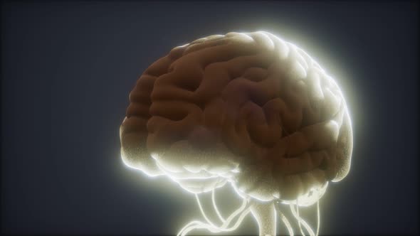 Animated Model of Human Brain