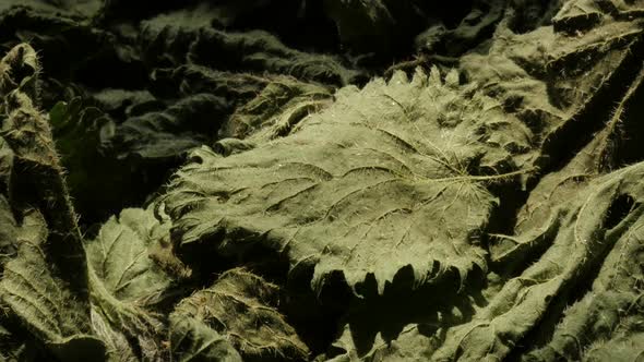 Common nettle Urtica dioica leaves 4K footage