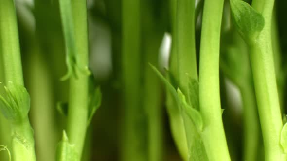 Slider video of sprouted sprouts of young chickpea seeds. Sprouted greens for food.